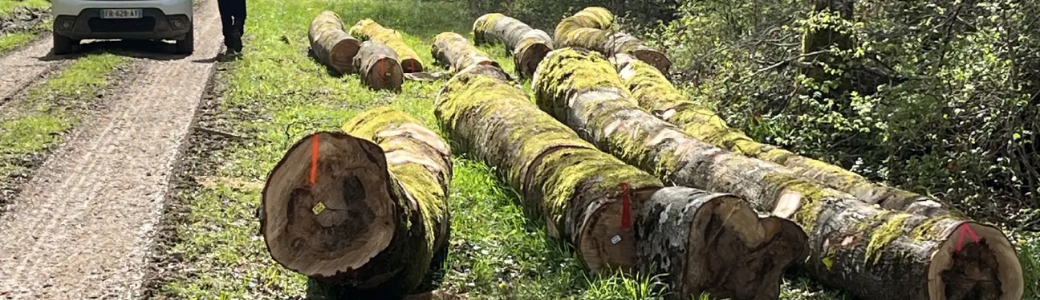 Ciolli Frères Scierie